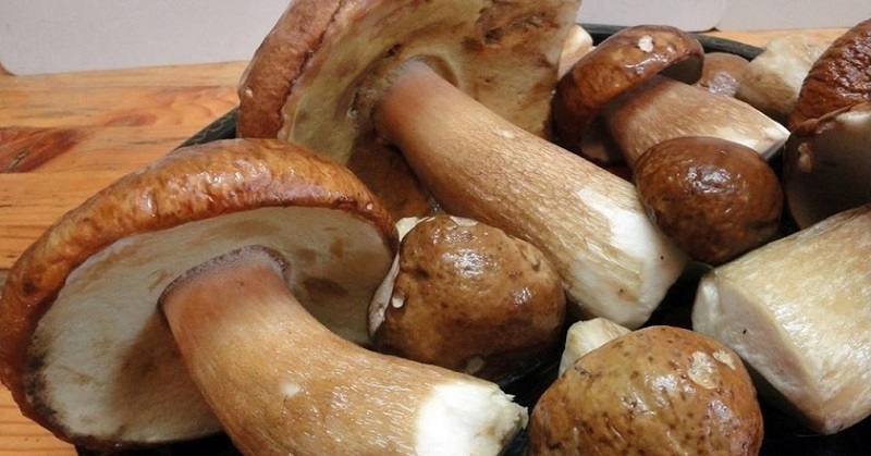 Белые грибы растут прямо на подоконнике! Захотел — добавил в суп, захотел — в картошку.