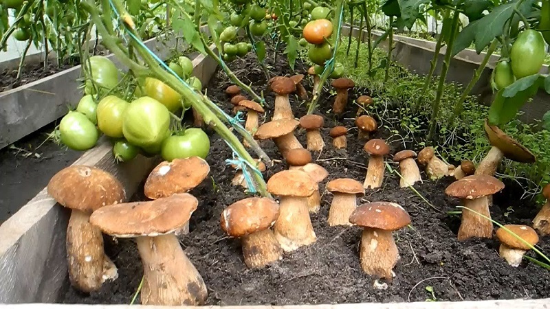 Белые грибы растут прямо на подоконнике! Захотел — добавил в суп, захотел — в картошку.