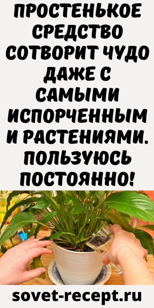 Простенькое средство сотворит чудо даже с самыми испорченными растениями. Пользуюсь постоянно!
