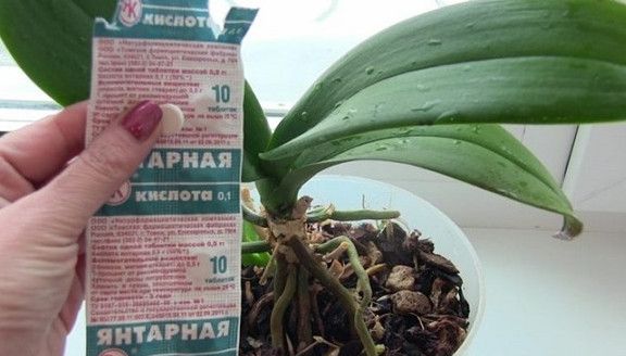 Разведите всего одну таблетку вечером и цветы будут радовать вас весь год. Уход за комнатными цветами в домашних условиях. Разведите всего одну таблетку вечером и цветы будут радовать вас весь год. Уход за комнатными цветами в домашних условиях.